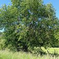 Le Chêne pubescent (Quercus pubescens)