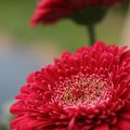 Gerbera* [of my jardinière]