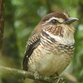 Séjour à l'est de Madagascar - visite du parc national Ranomafana