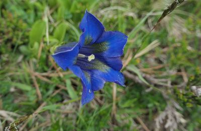 Voyage fleuri en Ariège, 2