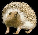 SEMAINE DE GABY : LE HERISSON !