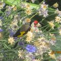  de nouveau le couple de chardonnerets sur mes fleurs,je suis trop contente ... 