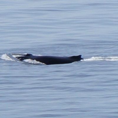 A Vancouver au Canada, Une baleine et deux phoques