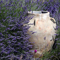  Une promenade insouciante entre les champs de fleurs et les décos florales des villages