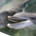 La rencontre avec les dauphins