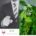 Vine ou la vigne sauvage - présentation botanique et gestuelle par Annie Guibert