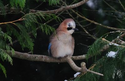 Visite du geai des Chênes, attiré par la faim et le froid