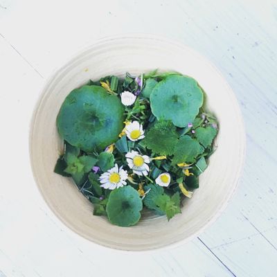 Reconnaître les plantes sauvages #2 // Mouvement du colibri