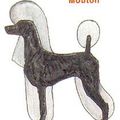 coupe de caniche "mouton"