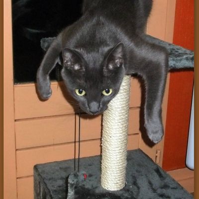 Grimo de septembre à décembre 2013