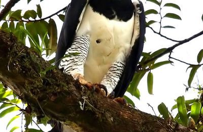 La harpie féroce (Guyane) - Photo de Max