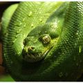 L’élevage d’un python vert