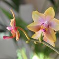 Mes floraisons d'orchidées