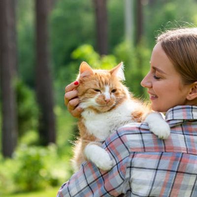 Le Chat d'Août de Luna