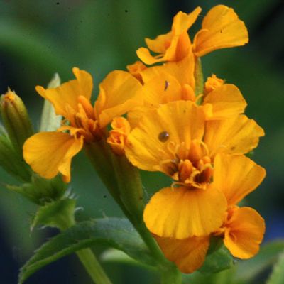 Estragon