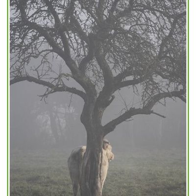 Quand les vaches jouent à cache-cache