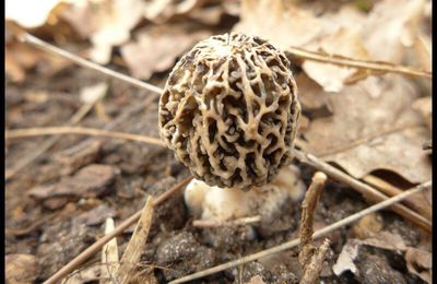 Premières Morilles