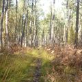 Moulières : Petite balade en forêt...