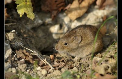 habitant du jardin