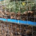 les feuilles en cage !