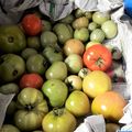 Faire mûrir les tomates
