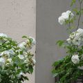 Les roses blanches au jardin sur un fond gris