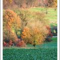 Arbre près des bois