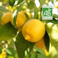 cure de citrons bio