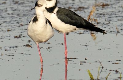 Echasse à queue noire (Himantopus melanurus)