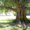 C'était dans l'un de ces jardins dont les