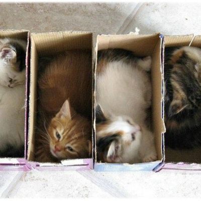 Fashion : Les box pour animaux
