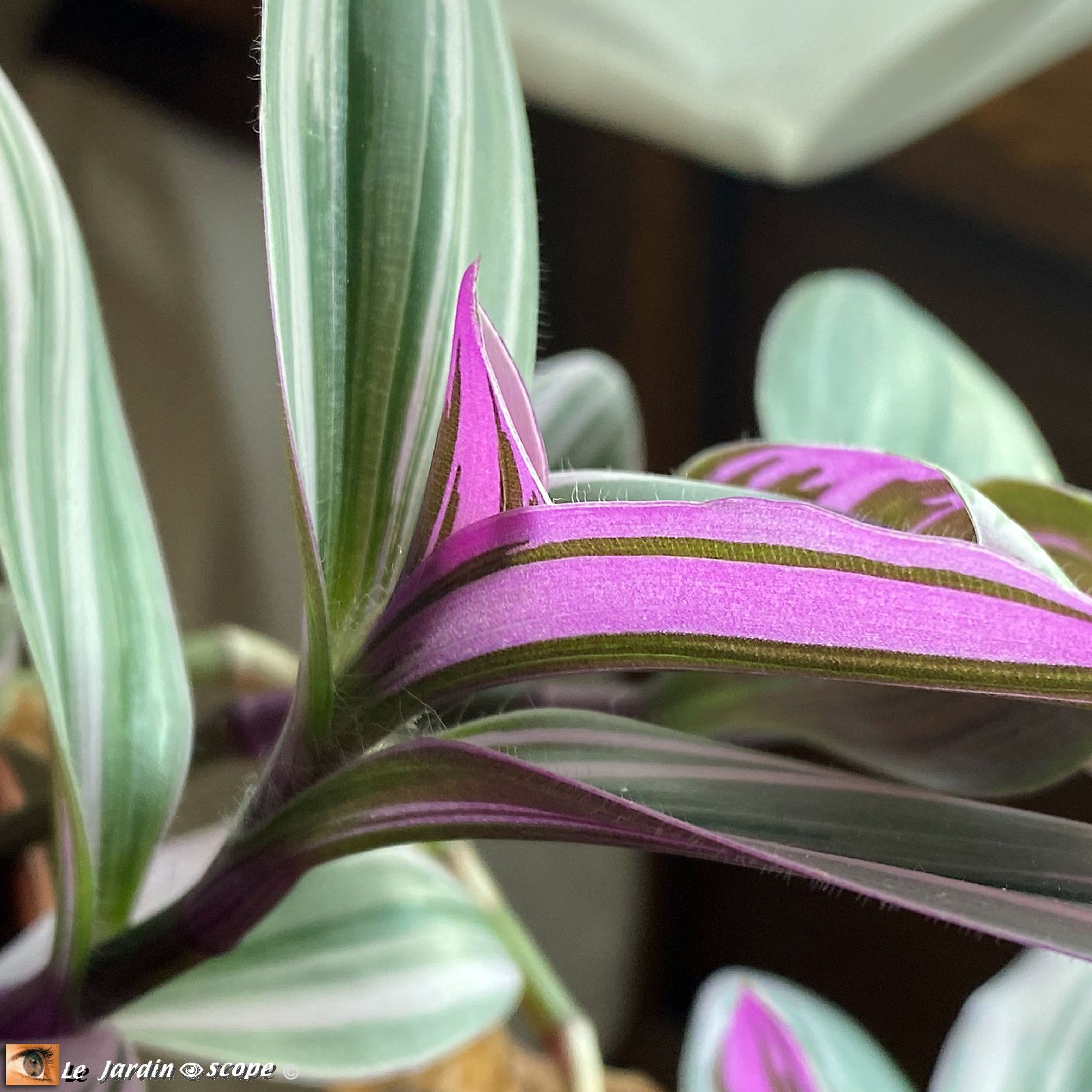 Tradescantia zebrina