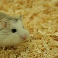 Hamster de Roborovski
