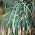 1 - Les Eucalyptus en Bretagne dans les années 2000 - Les espèces du Jardin du Douric (29) 