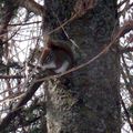 East grey squirrel