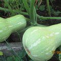 le bienfait   de la pluie sue mes courges..bonne journée à vous,bises