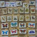 Mariposas