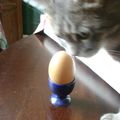 chat-oeuf