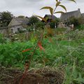 Premières plantations avec Emmanuel Rolland!