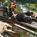 SPECTACULAIRE ACCIDENT FERROVIAIRE A GERCY : HUIT VACHES TUÉES.