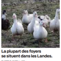 Grippe aviaire