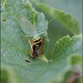 Festin au fond du jardin