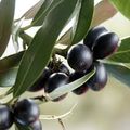 olive