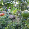 Les Grenades de mon jardin ! Génial !