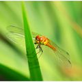 morning sympetrum # 3