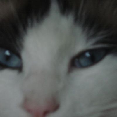 Chat : avis de recherche