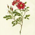 The Genus Rosa (1914), un livre ancien d'Ellen Willmott sur les roses botaniques... (suite).