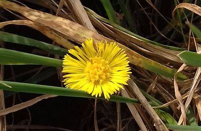 Le Tussilage (Tussilago farfara)