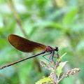 Calopteryx haemorrhoidalis (Van Der Linden, 1825)