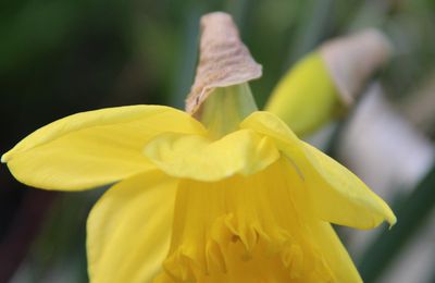 LES JONQUILLES 